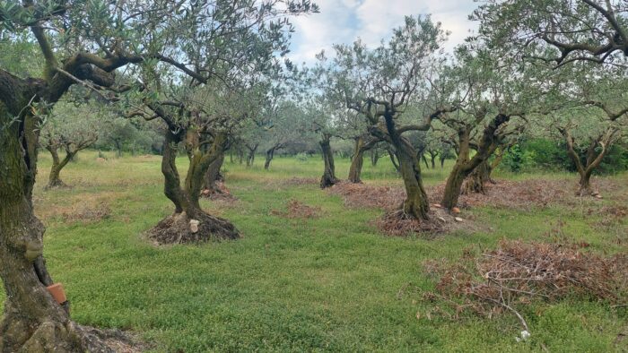 Olivenhain in der Vaucluse